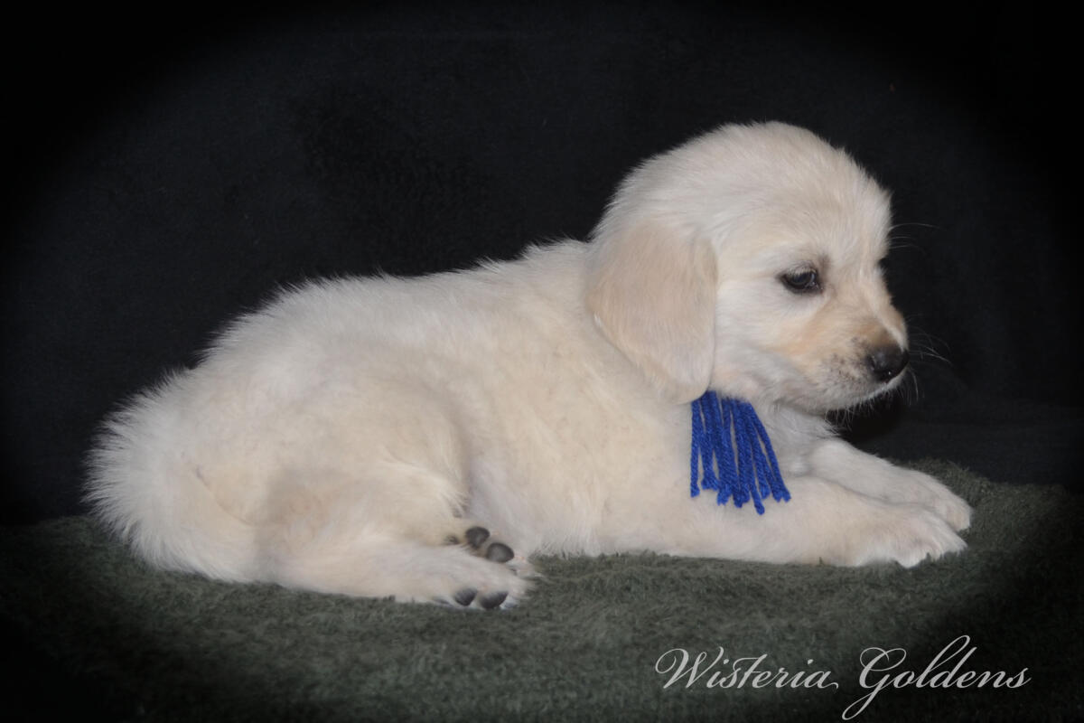 six weeks