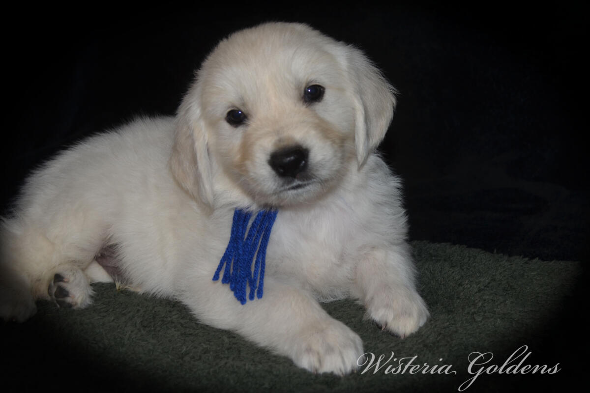 Evie & Ego Litter #evie032526 Each of our Wisteria Golden puppies has a personality all their own. We've spent countless hours observing them at play, at rest, and in our laps — and we're so excited to share who they're becoming. Read on to find the little soul who feels like the right fit for your family. English Cream Golden Retriever Puppies Wisteria Goldens Raised part of our family until part of yours.