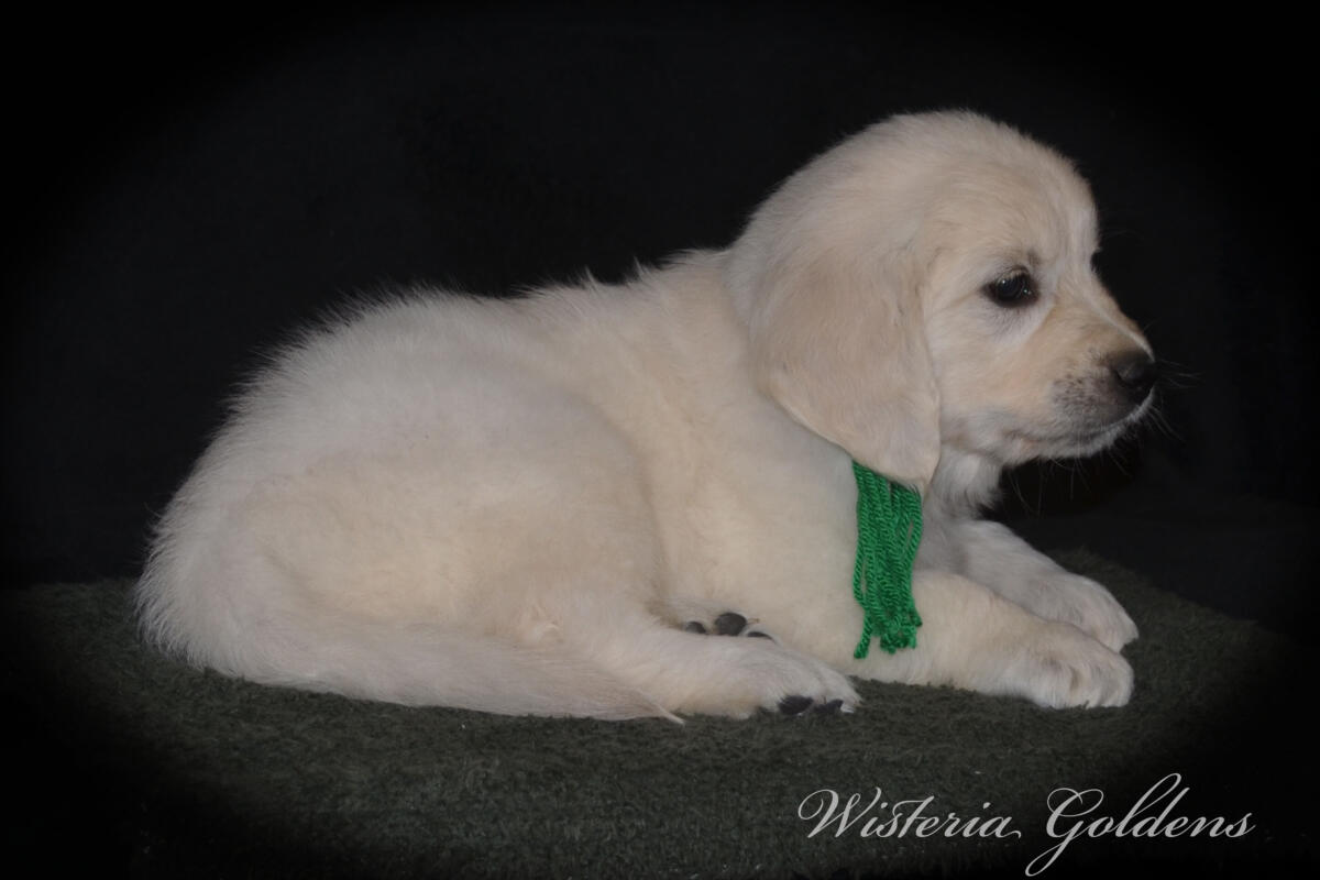 six weeks