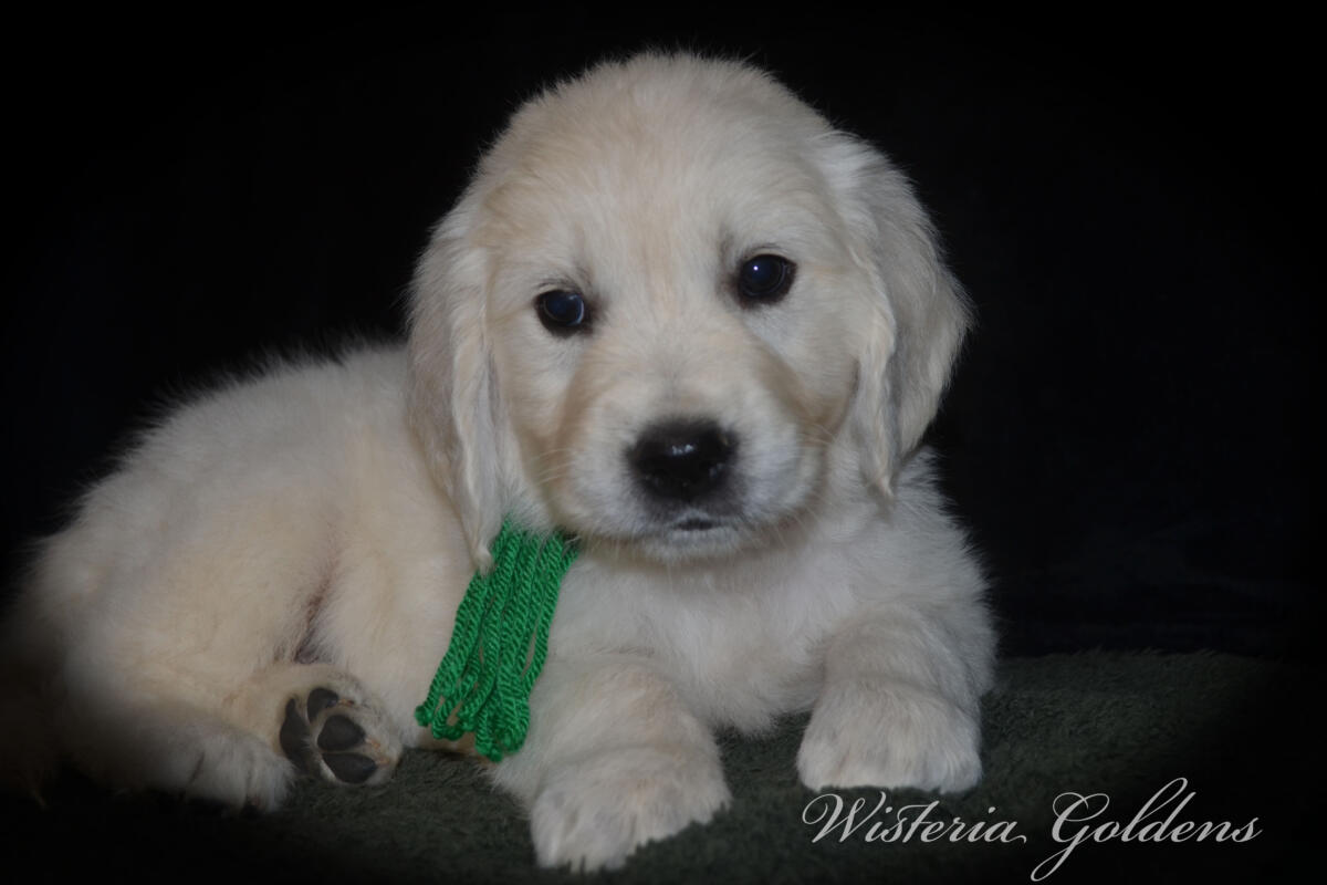 Evie & Ego Litter #evie032526 Each of our Wisteria Golden puppies has a personality all their own. We've spent countless hours observing them at play, at rest, and in our laps — and we're so excited to share who they're becoming. Read on to find the little soul who feels like the right fit for your family. English Cream Golden Retriever Puppies Wisteria Goldens Raised part of our family until part of yours.