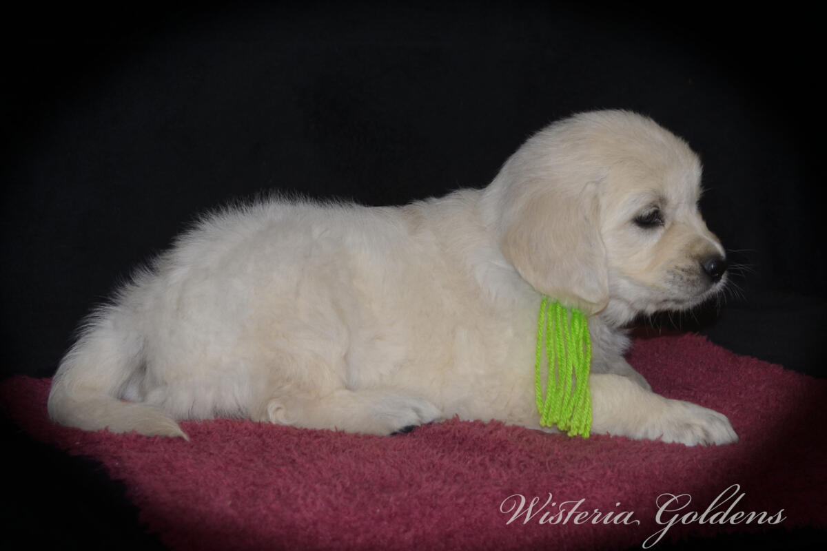 six weeks