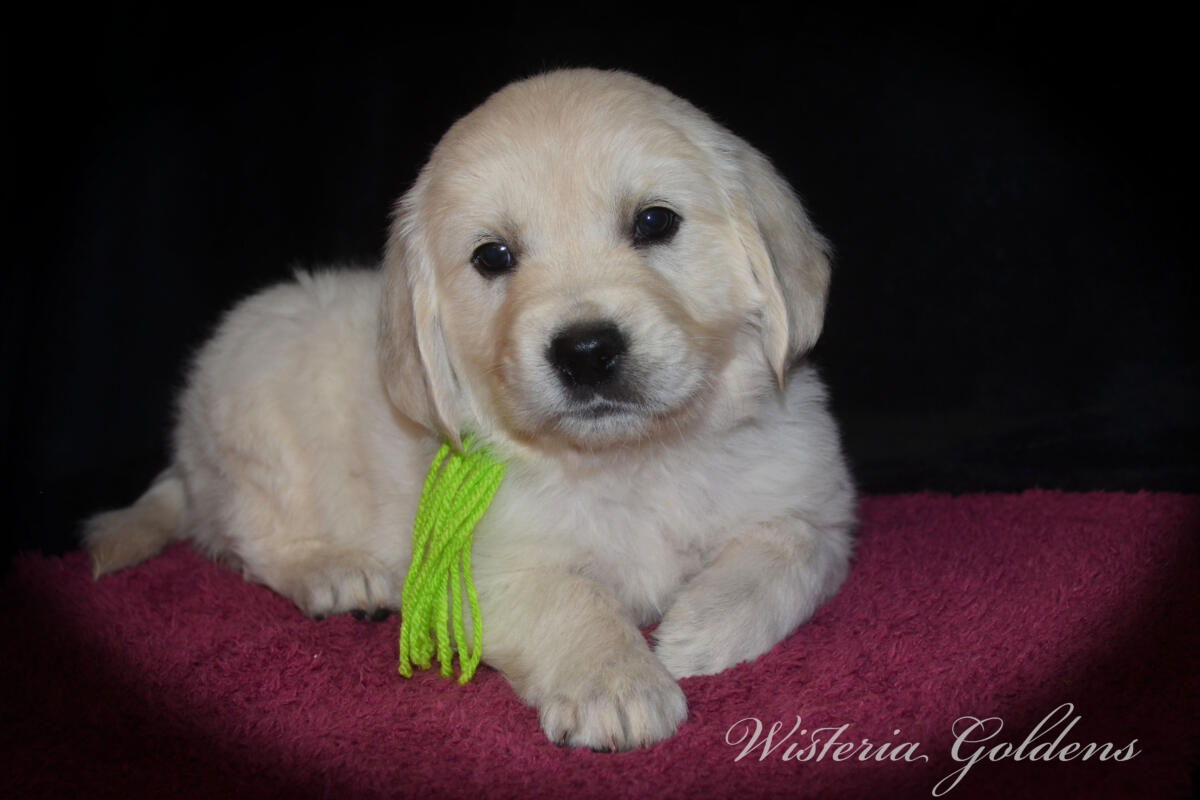Evie & Ego Litter #evie032526 Each of our Wisteria Golden puppies has a personality all their own. We've spent countless hours observing them at play, at rest, and in our laps — and we're so excited to share who they're becoming. Read on to find the little soul who feels like the right fit for your family. English Cream Golden Retriever Puppies Wisteria Goldens Raised part of our family until part of yours.