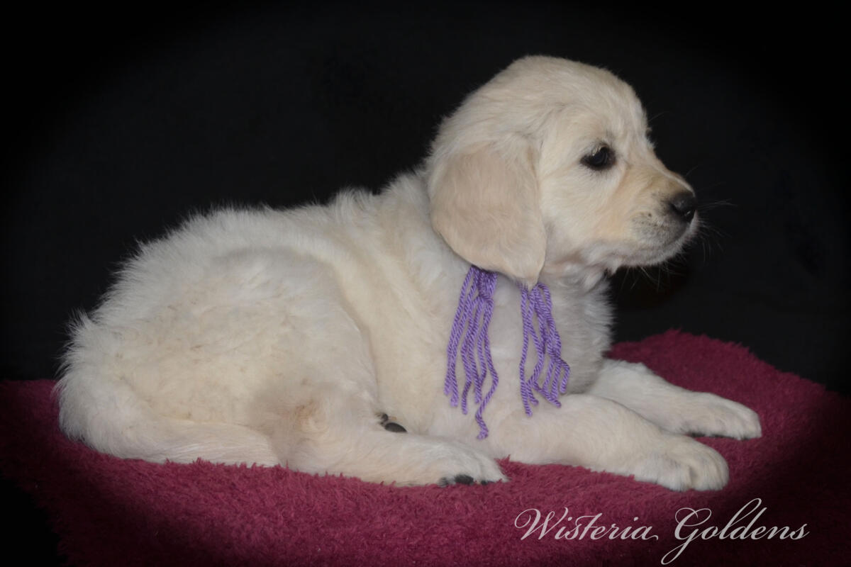 six weeks