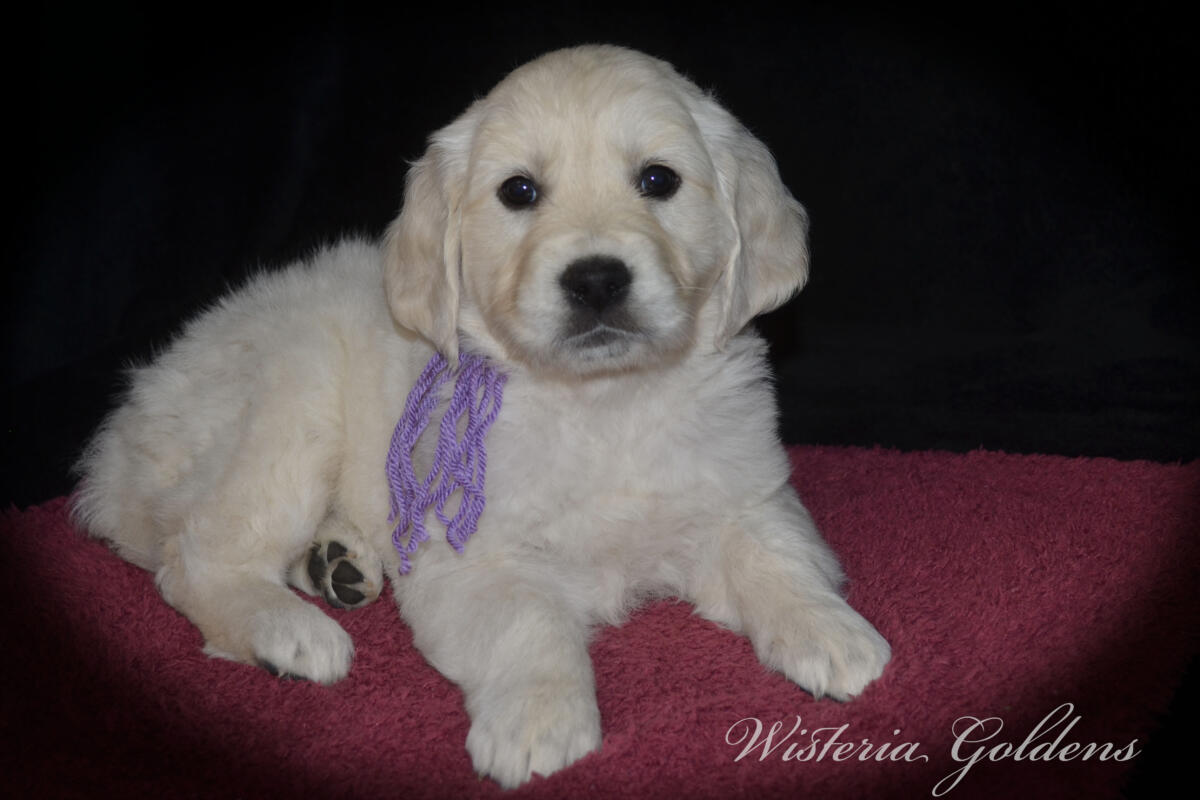 Evie & Ego Litter #evie032526 Each of our Wisteria Golden puppies has a personality all their own. We've spent countless hours observing them at play, at rest, and in our laps — and we're so excited to share who they're becoming. Read on to find the little soul who feels like the right fit for your family. English Cream Golden Retriever Puppies Wisteria Goldens Raised part of our family until part of yours.