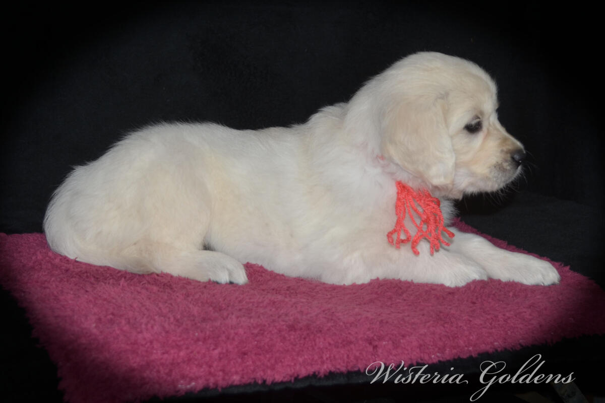 six weeks