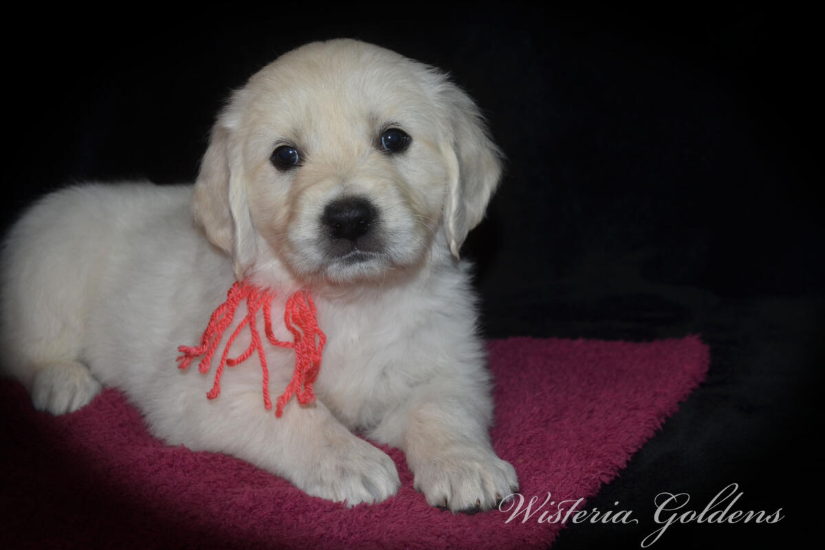 Evie & Ego Litter #evie032526 Each of our Wisteria Golden puppies has a personality all their own. We've spent countless hours observing them at play, at rest, and in our laps — and we're so excited to share who they're becoming. Read on to find the little soul who feels like the right fit for your family. English Cream Golden Retriever Puppies Wisteria Goldens Raised part of our family until part of yours.