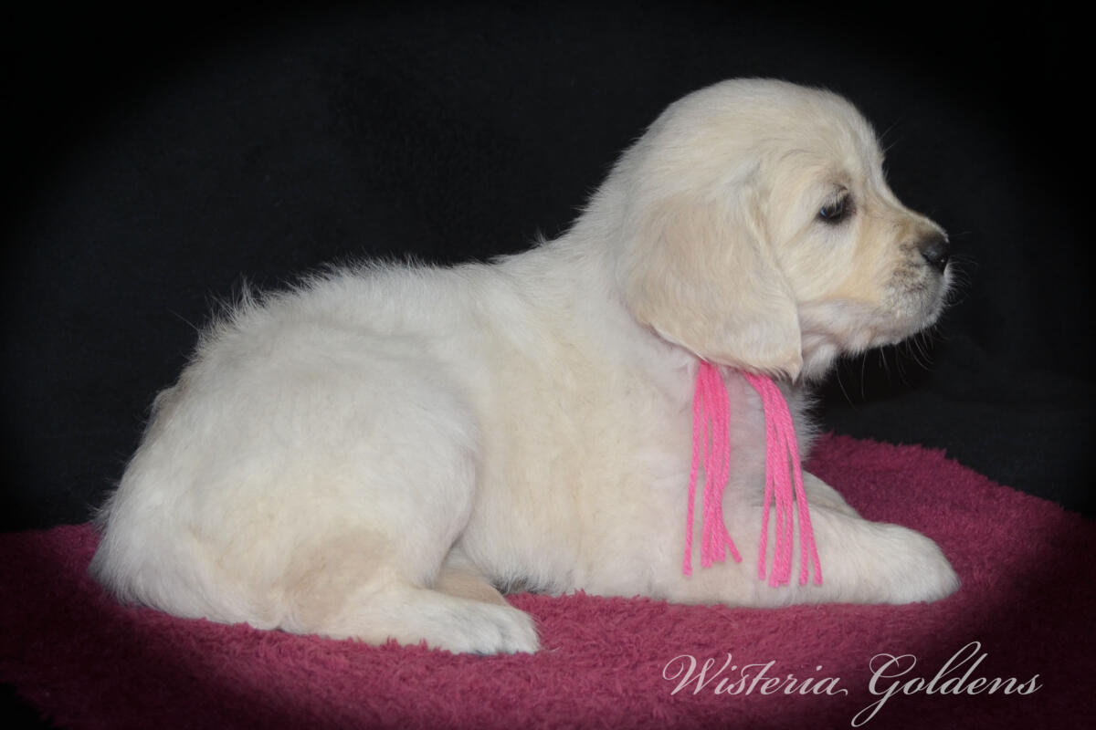 six weeks