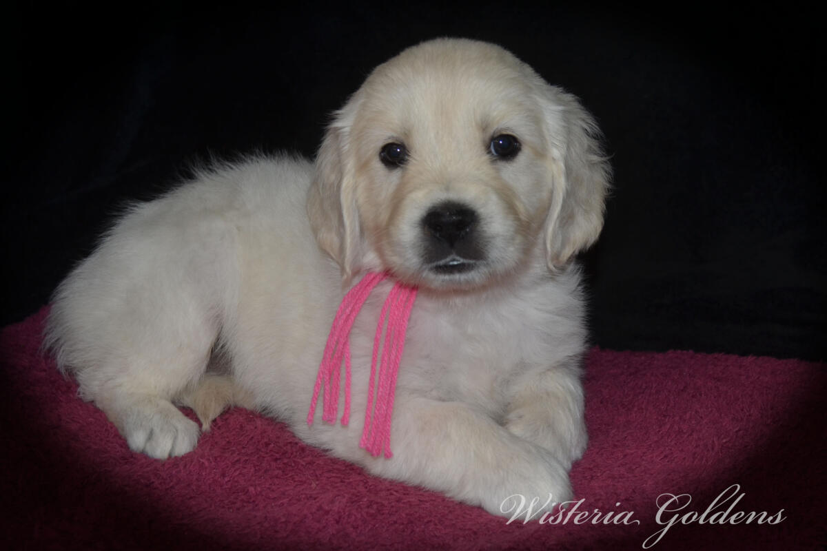 Evie & Ego Litter #evie032526 Each of our Wisteria Golden puppies has a personality all their own. We've spent countless hours observing them at play, at rest, and in our laps — and we're so excited to share who they're becoming. Read on to find the little soul who feels like the right fit for your family. English Cream Golden Retriever Puppies Wisteria Goldens Raised part of our family until part of yours.