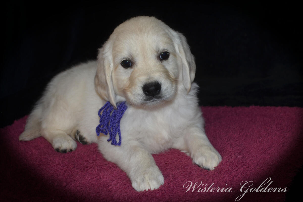 Evie & Ego Litter #evie032526 Each of our Wisteria Golden puppies has a personality all their own. We've spent countless hours observing them at play, at rest, and in our laps — and we're so excited to share who they're becoming. Read on to find the little soul who feels like the right fit for your family. English Cream Golden Retriever Puppies Wisteria Goldens Raised part of our family until part of yours.