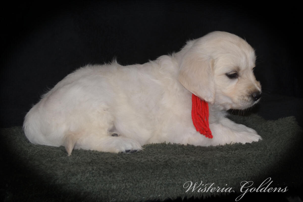 six weeks