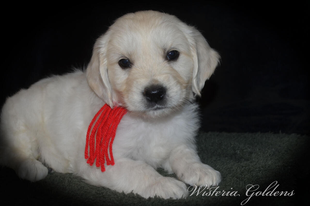 Evie & Ego Litter #evie032526 Each of our Wisteria Golden puppies has a personality all their own. We've spent countless hours observing them at play, at rest, and in our laps — and we're so excited to share who they're becoming. Read on to find the little soul who feels like the right fit for your family. English Cream Golden Retriever Puppies Wisteria Goldens Raised part of our family until part of yours.
