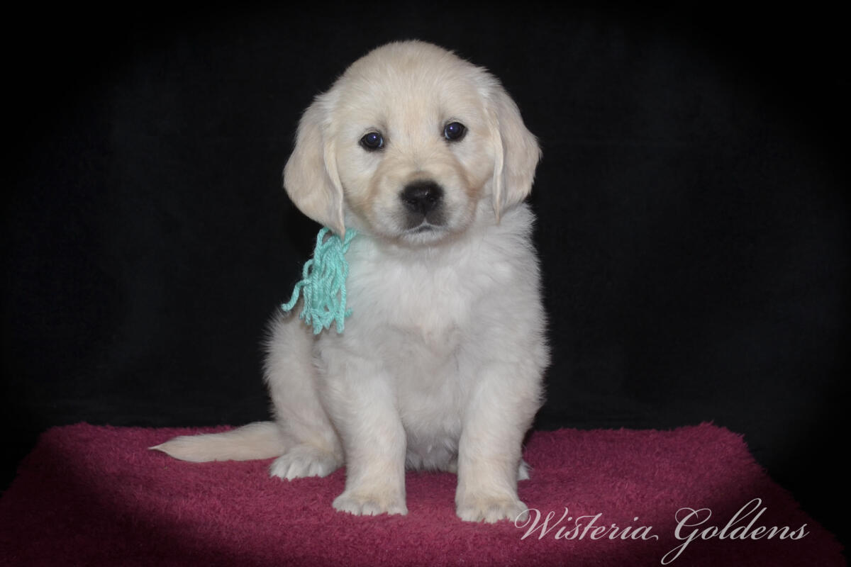 teal girl