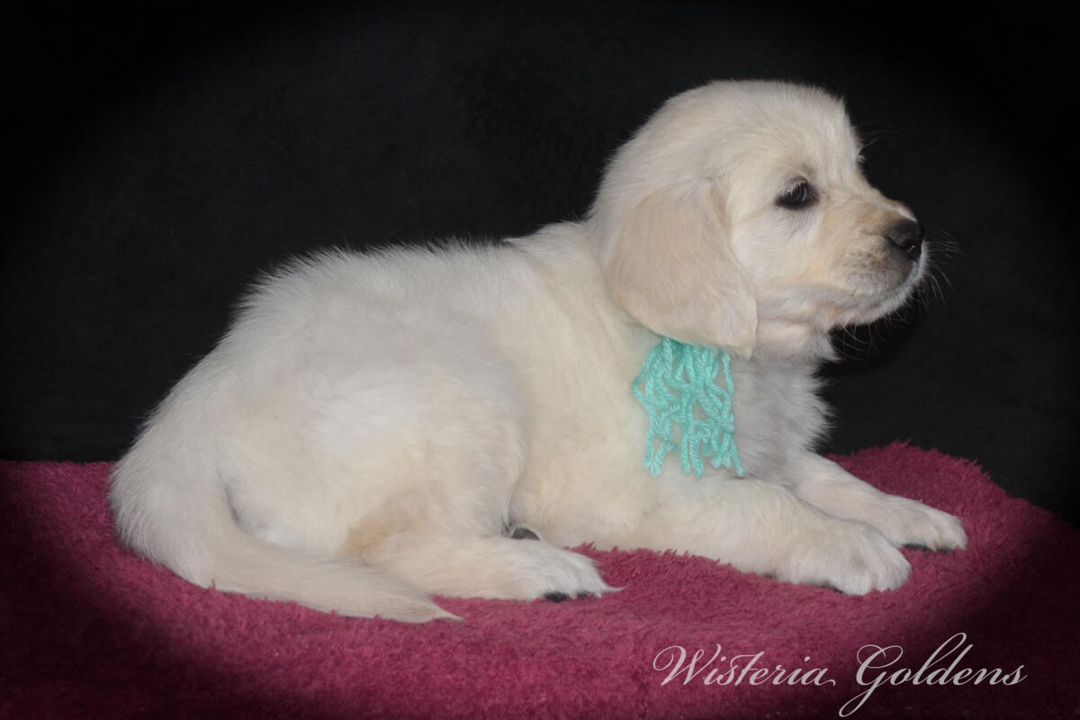 six weeks