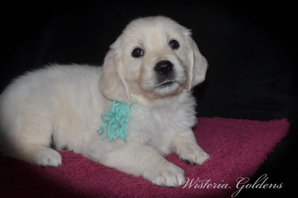 Evie & Ego Litter #evie032526 Each of our Wisteria Golden puppies has a personality all their own. We've spent countless hours observing them at play, at rest, and in our laps — and we're so excited to share who they're becoming. Read on to find the little soul who feels like the right fit for your family. English Cream Golden Retriever Puppies Wisteria Goldens Raised part of our family until part of yours.
