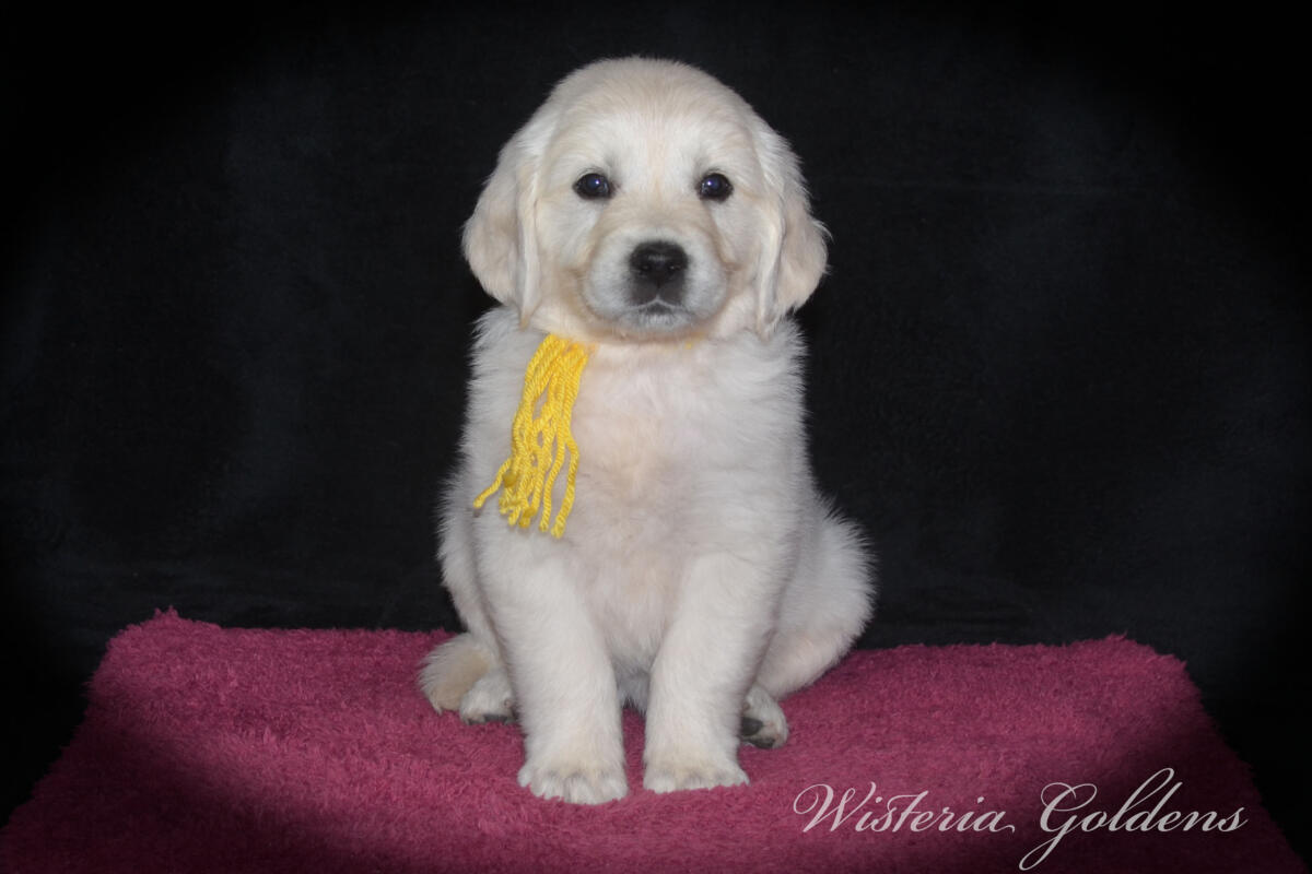 yellow girl