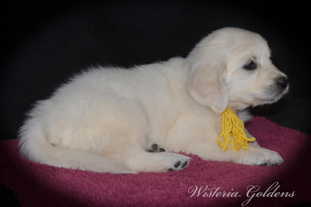 six weeks