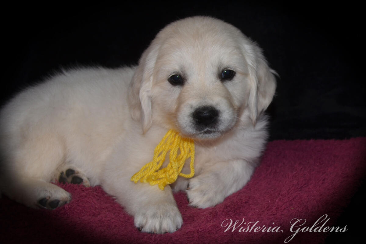 Evie & Ego Litter #evie032526 Each of our Wisteria Golden puppies has a personality all their own. We've spent countless hours observing them at play, at rest, and in our laps — and we're so excited to share who they're becoming. Read on to find the little soul who feels like the right fit for your family. English Cream Golden Retriever Puppies Wisteria Goldens Raised part of our family until part of yours.