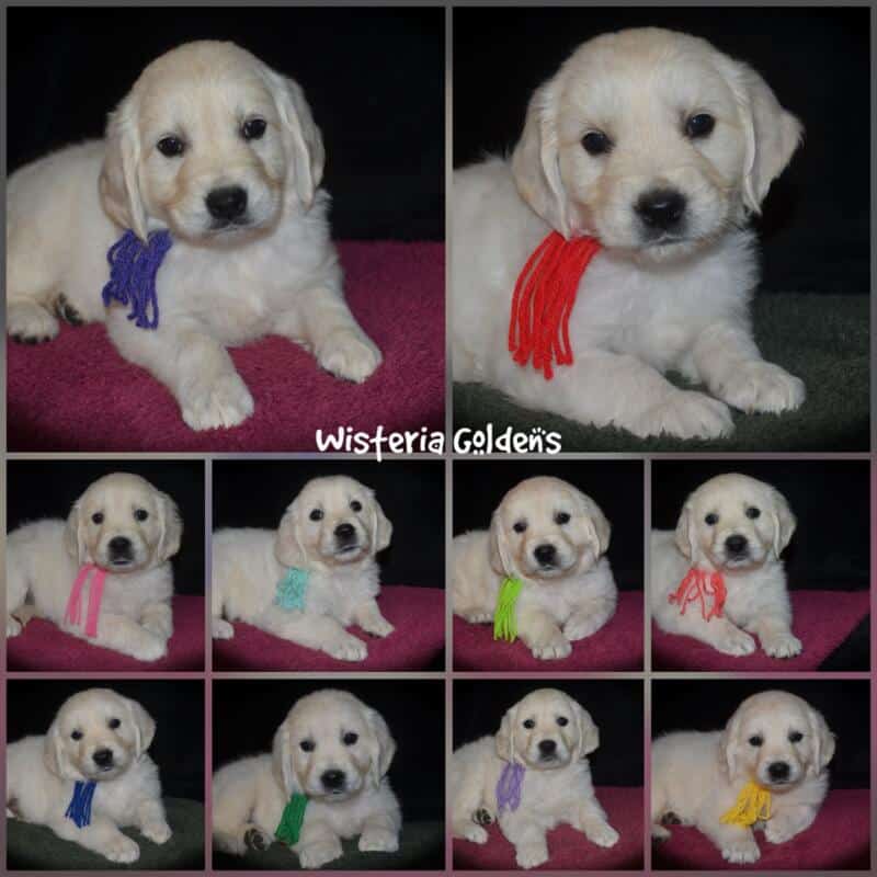 Evie Litter Six Week Collage Each of our Wisteria Golden puppies has a personality all their own. We've spent countless hours observing them at play, at rest, and in our laps — and we're so excited to share who they're becoming. Read on to find the little soul who feels like the right fit for your family. English Cream Golden Retriever Puppies Wisteria Goldens Raised part of our family until part of yours.
