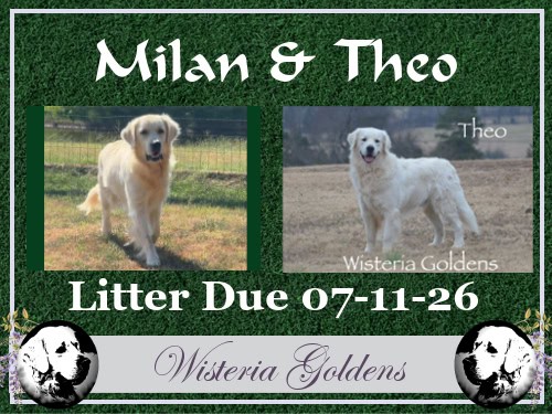 available puppies Milan and Theo litter due july 11th 2026 English Cream Golden Retriever puppies