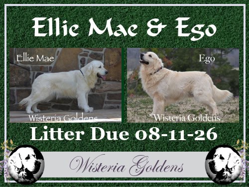 Available Puppies - English Cream Golden Retriever. Wisteria Goldens raised part of our family until part of yours. Ellie Mae & Ego litter due August 11, 2026