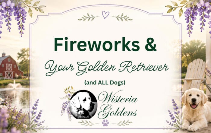 Fireworks and Your Golden Retriever (and All Dogs)