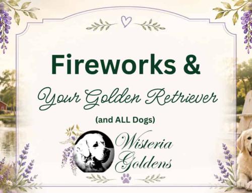 Fireworks and Your Golden Retriever (and All Dogs)