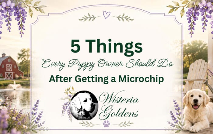 5 Things Every Puppy Owner Should Do After Getting a Microchip Pet Microchips: One of the Most Important Ways to Protect Your Golden Retriever