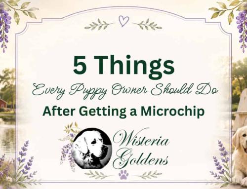 Pet Microchips: Protecting Your Golden Retriever