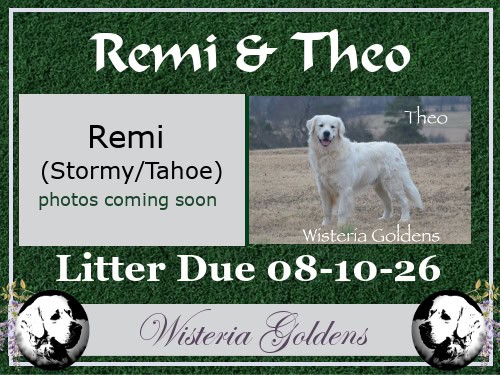 Available Puppies - English Cream Goldens - Wisteria Goldens raised part of our family until part of yours. Upcoming Litters Remi & Theo litter due August 10, 2026. 