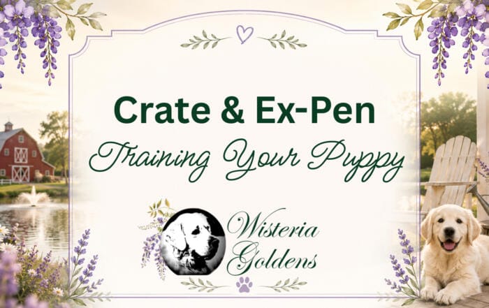 Crate & Ex-Pen Training Your Puppy: Building Comfort and Routine with a Gentle Positive Start