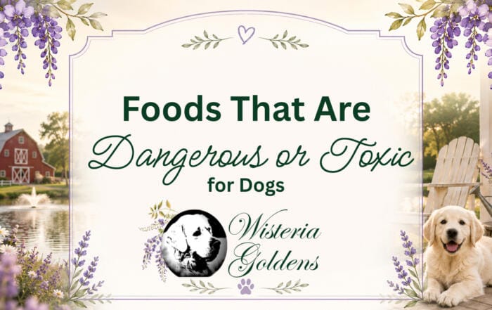 Foods That Are Toxic or Dangerous for Dogs