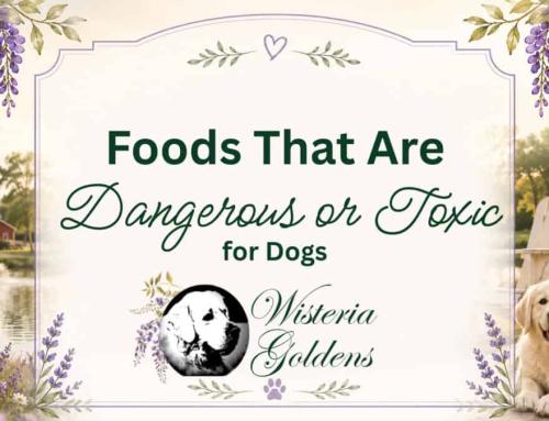 Foods That Are Toxic or Dangerous for Dogs