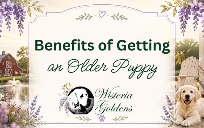 Benefits of Getting an Older Puppy When considering an eight-week-old puppy vs. a four to six-month-old puppy, the right choice depends on your lifestyle, preferences, and ability to care for a younger dog. This page explores the benefits of getting an older puppy.