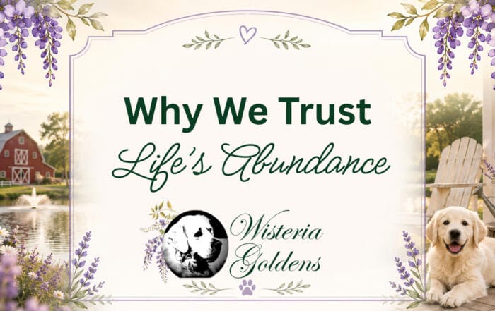 Why We Trust Life's Abundance For Our Goldens
