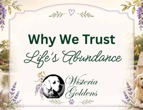 Why We Trust Life’s Abundance For Our Goldens