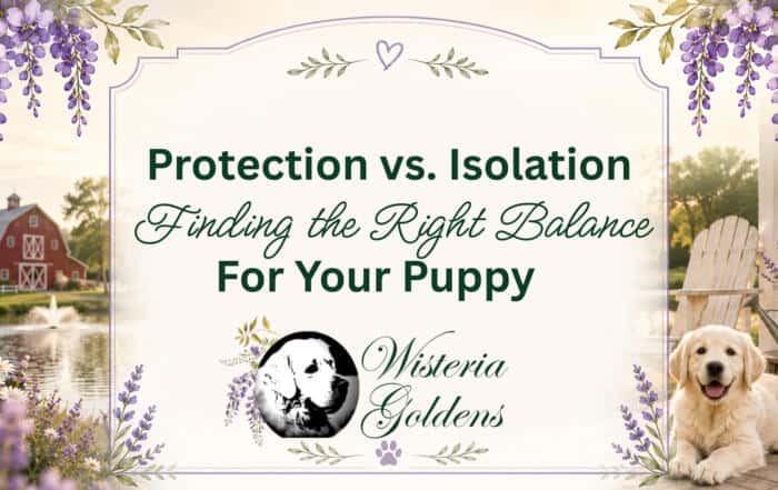 Protection vs. Isolation: Finding the Right Balance for Your Puppy