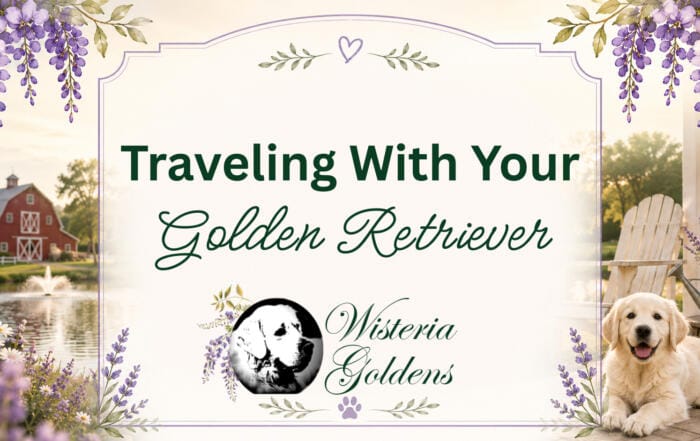 Traveling with Your Golden Retriever Guide