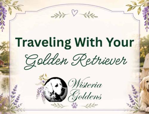 Traveling with Your Golden Retriever: A Complete Guide