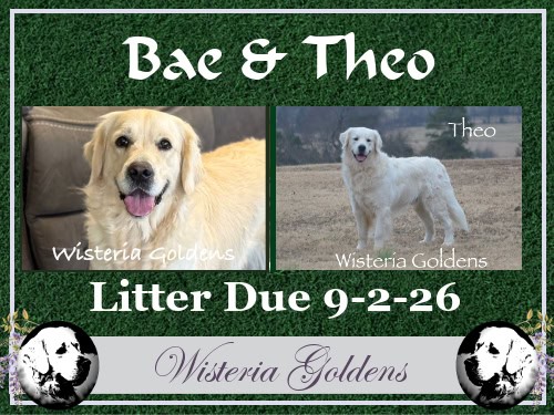 Available Puppies - English Cream Goldens - Wisteria Goldens raised part of our family until part of yours. Upcoming Litters Bae & Theo litter due September 2, 2026. 